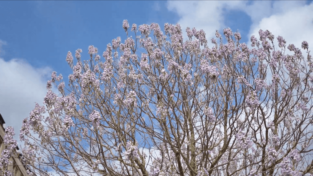 Experience the Magic of Cherry Blossoms in Greenwich&nbsp;Park